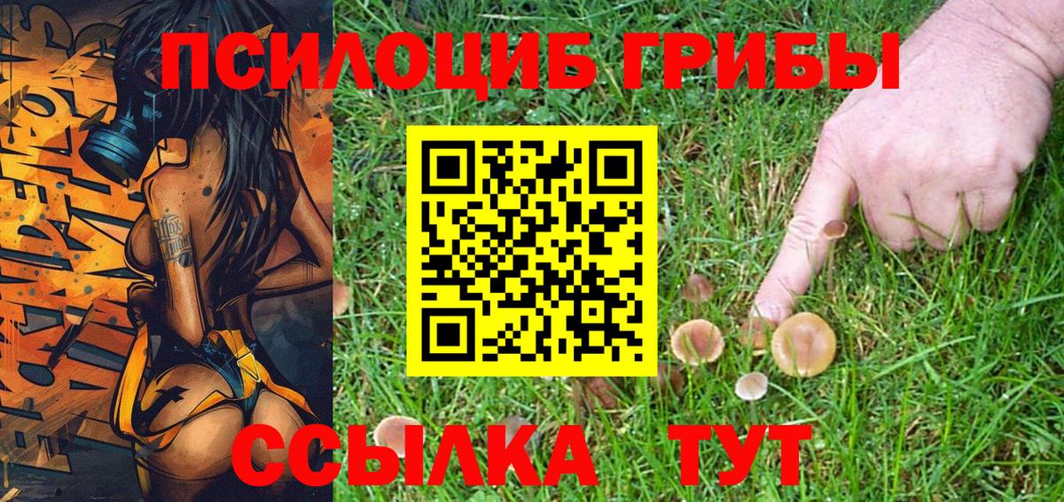 хочу   Вход с VPN  Орёл  Галлюциногенные грибы Cubensis 